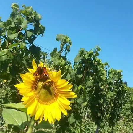 Ferienweingut Kreuz-bauer Minheim